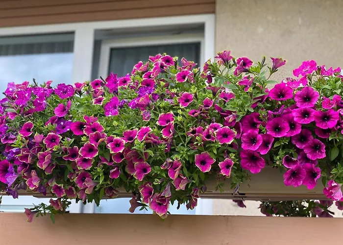 Апартаменты With Sauna *